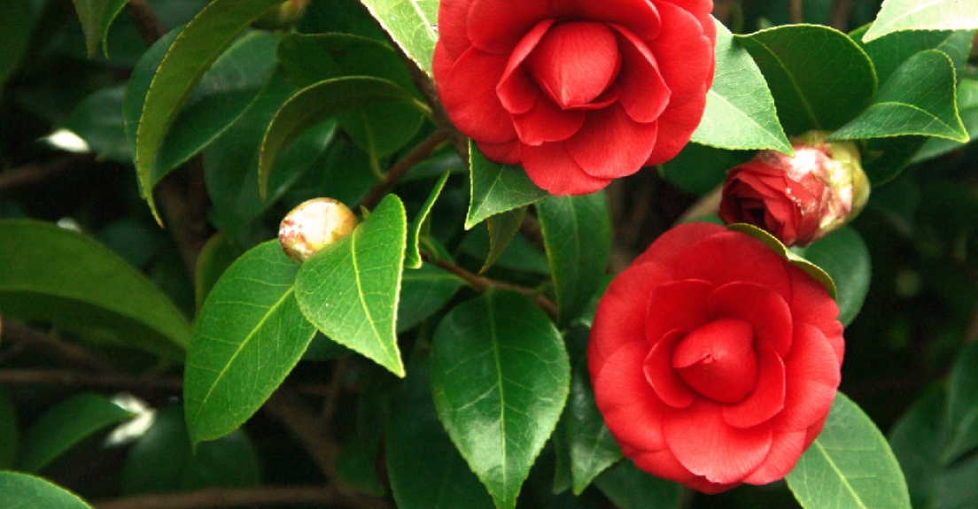Kamelien, erste Blühgehölze in unserem Cabrio-Gewächshaus, Hornveilchen, Bellis, Primeln, Narzissen, Tulpen