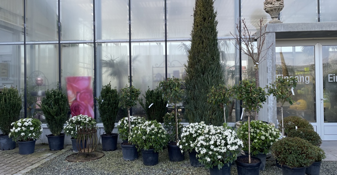 Callocephallus, Viburnum, Ceder, Cypresse