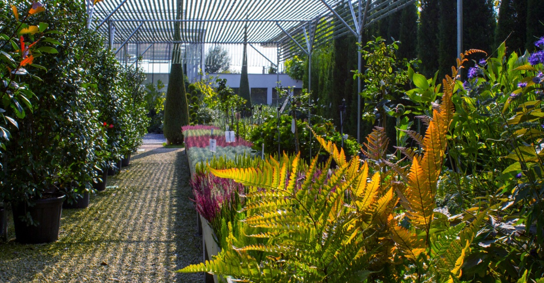 Farne, Erika, Calluna, Callocephallus, Gärtnerei, Photinia red robin